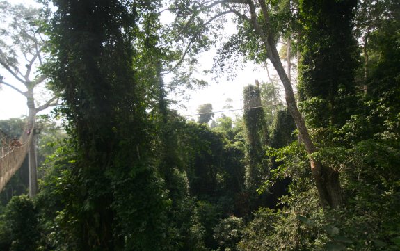 Kakum National Park - Canopy Walk